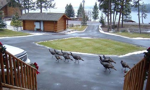 Somers Bay Log Cabin Lodging Exterior foto